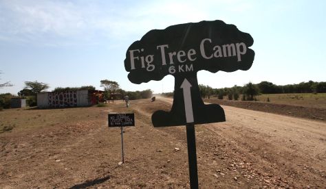 FigTreeCamp