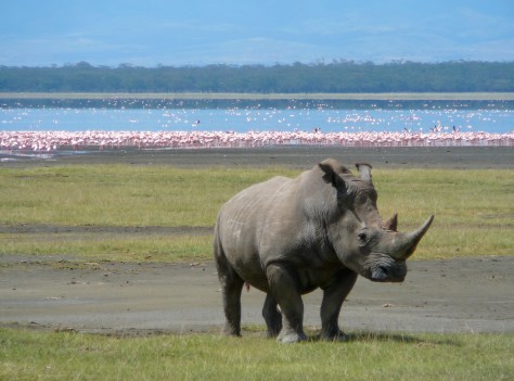 White_Rhino_in_Lake_Nakuru_2