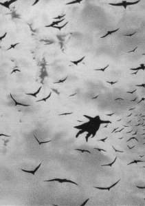 Black wings paint the sky amongst them I fly freely No ground to hold me.