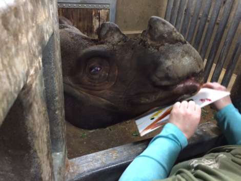 Harapan working on painting