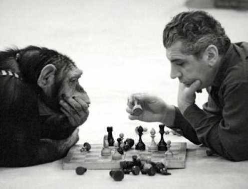 chimp-chess